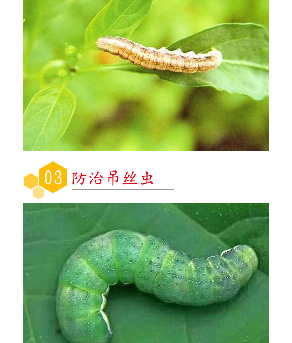 蘇云金桿菌懸浮劑-耕田人-潤(rùn)倍生物